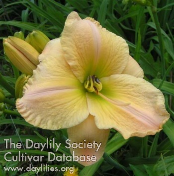 Daylily Clemenceaux